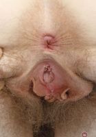 Apricot Pitts in hairy fun, Apricot Pitts (apr024) ATK Natural & Hairy: Apricot Pitts (Apricot Pitts in hairy fun)