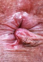 ATK Exotics: Naudi Nala (Naudi Nala is ready for a good workout)