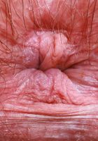 Annabelle Lee from ATK Petites