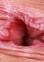 ATK Exotics: Julia James (Neon green is Julia James' color)