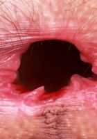 Sia Wood strips down and spreads it, Sia Wood (sia004) ATK Natural & Hairy: Sia Wood (Sia Wood strips down and spreads it)